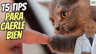 HOW TO LIKE A CAT? 15 PRACTICAL TIPS