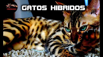 ¿Qué es un gato híbrido?