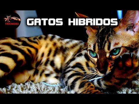 Video: 10 gatos que parecen tigres, leopardos y guepardos