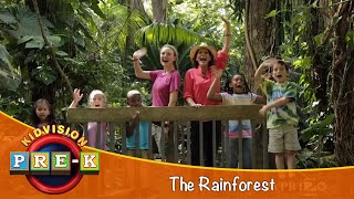 Rainforest | Virtual Field Trip | KidVision Pre-K