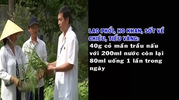 Cỏ Mần Trầu Cây thuốc quý từ dân gian