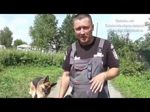 Видео: Как найти подходящего тренера для вашей собаки