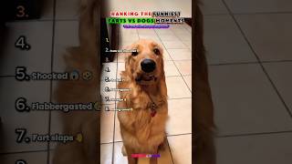 Ranking The Funniest Farts Vs Dogs Moments