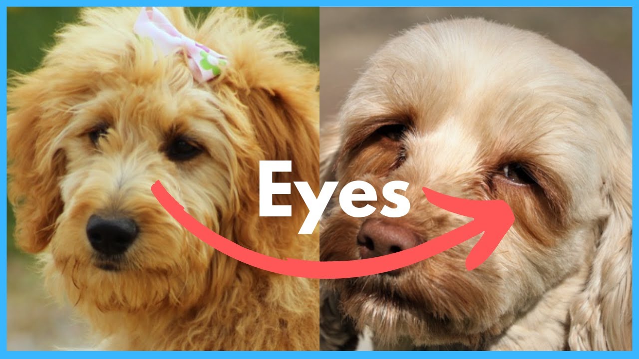 Cockapoo vs Cavapoo - 10 Similarities & Differences - YouTube