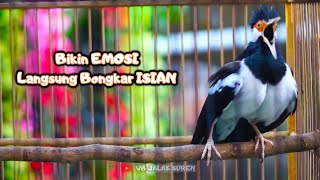 Jalak Suren Gacor Full Isian Mompa Variasi! Ampuh Buat Pancingan Jalak Uren Lain Biar Bongkar Isian