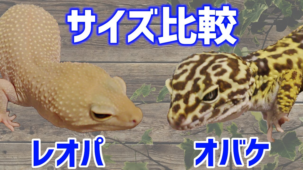 【レオパ】サイズ比べてみた！【オバケ】