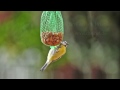 Blaumeise (Parus caeruleus) und Kohlmeise (P. major) am Nussbeutel im Hasengrund