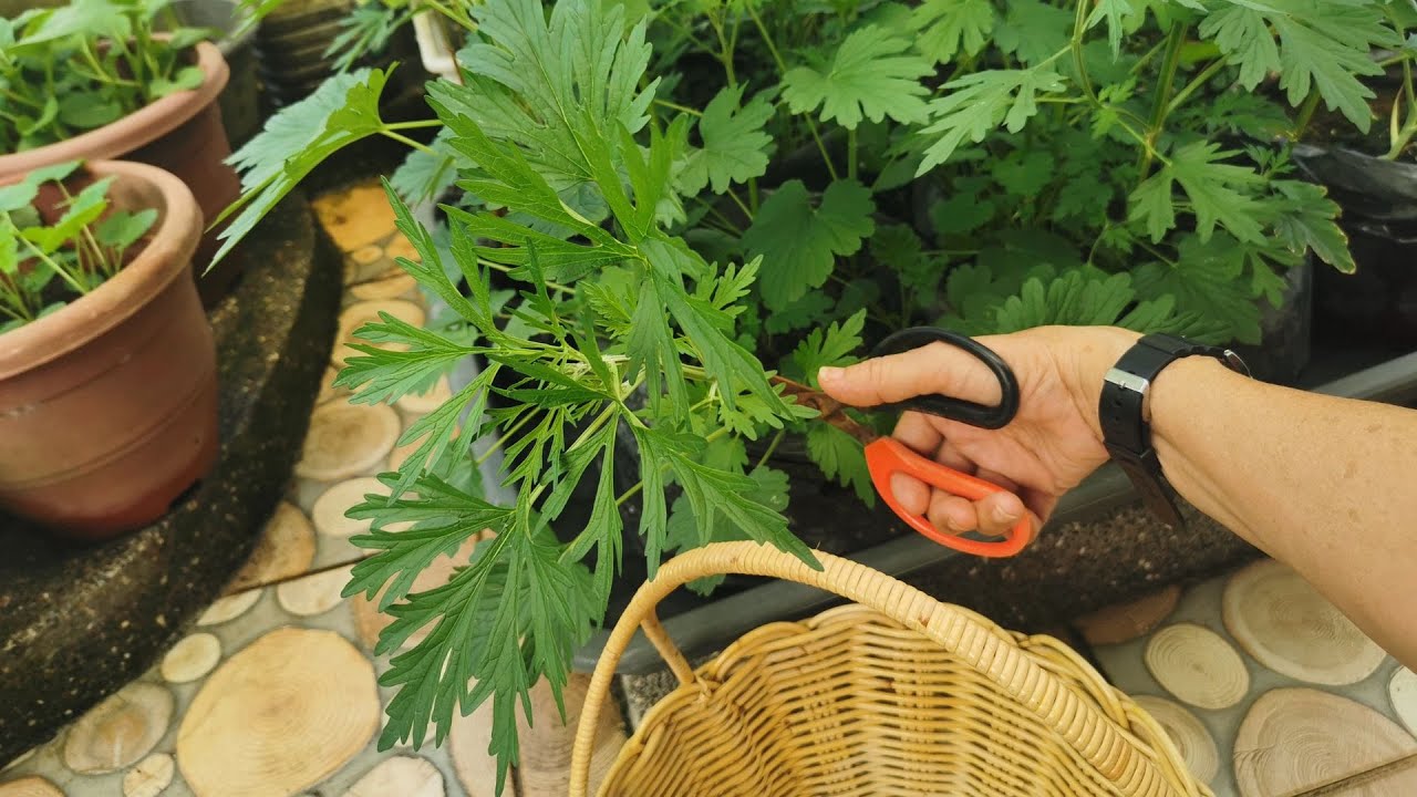 Kebun Di Rumah // Masak Kacangma