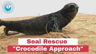 Seal Rescue 