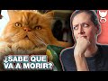 ¿POR QUÉ LOS GATOS SE VAN A MORIR LEJOS DE CASA? 😿 LA GATERÍA TV