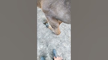 Basic Tricks to Teach Your Horse