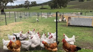 Sussex chicken breeding pens