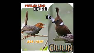 masteran PRENJAK TAMU BETINA LANJUT CILILIN#prenjak#prenjaktamu #cililingacor#masteranmuraibatu