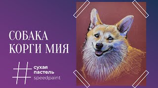 Собака корги Мия • Пастельные карандаши