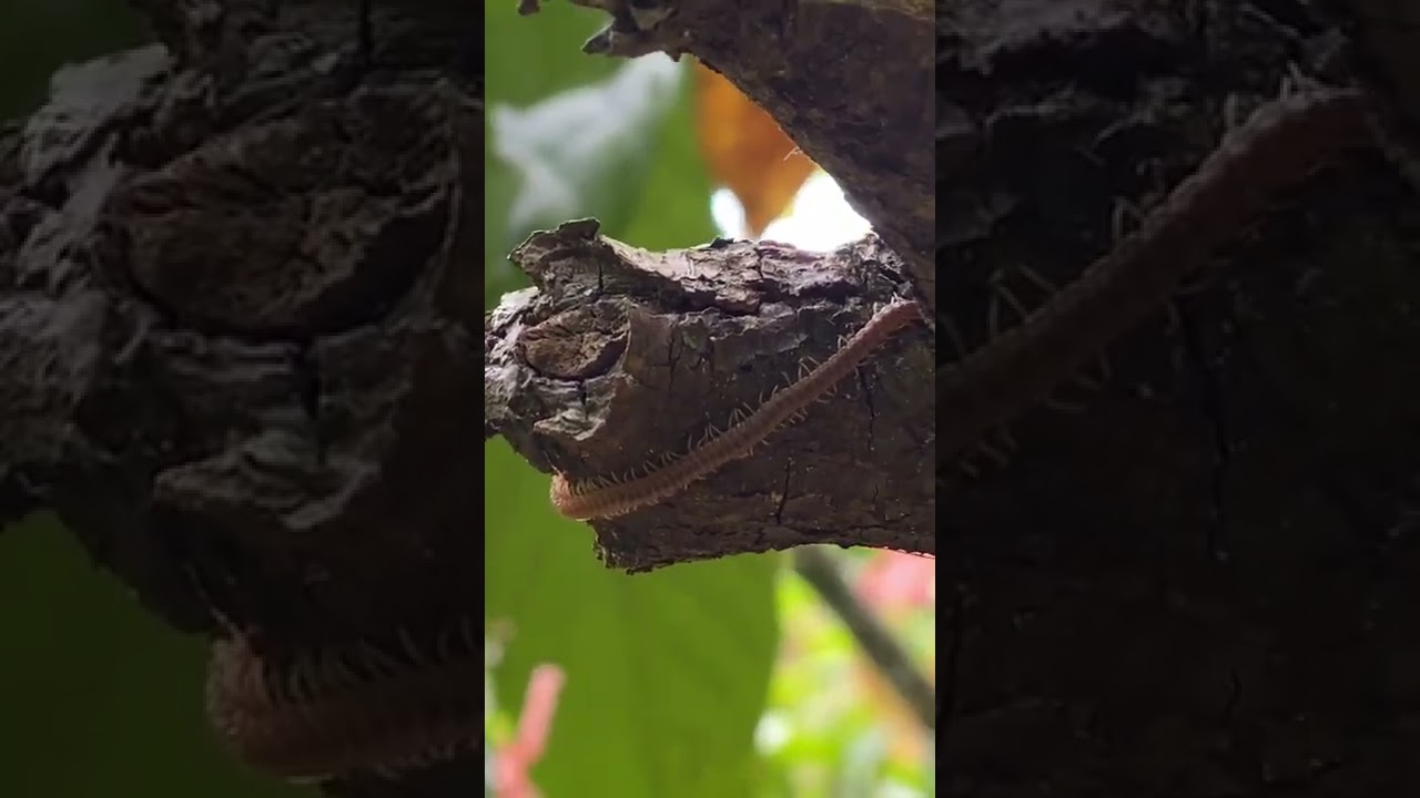 centipede | earth centipede | amazing centipede | centipede part 1 