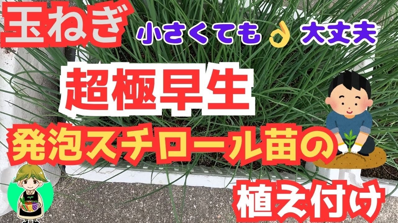 【超極早生】発泡スチロール苗の植え付け【我が家流マルチ張り】畝作り