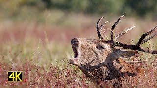 Hirschbrunft 2020 - Mittagsrunde über den Brunftplatz (red deer rut at midday, red deer rut 2020)