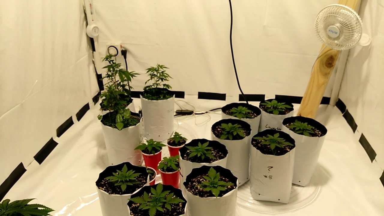 Update on no till TGA seeds with the spectrum king