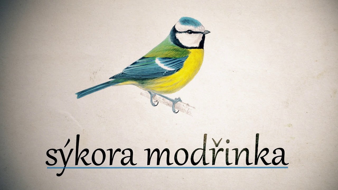 Kdo nám létá na krmítko