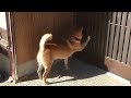 お昼時を狙ってお宅訪問しに来る柴犬 Shibe visited my house aiming for lunch time.