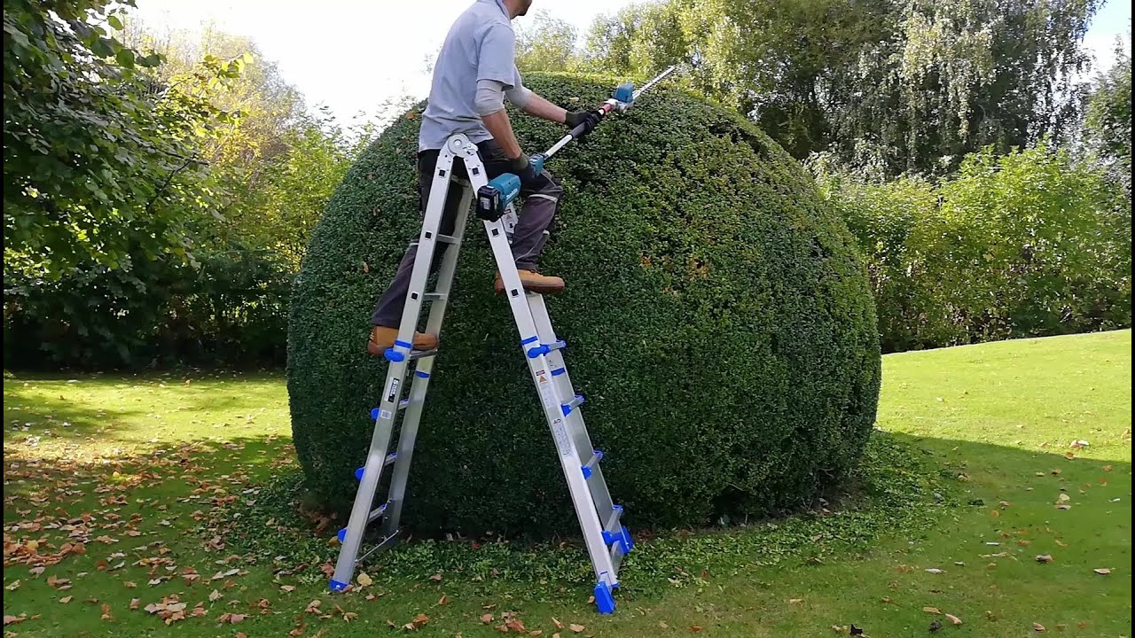 Annual TRIMMING of a Large Boxwood Shrub - YouTube