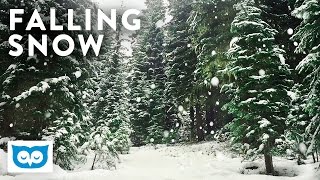 Peaceful Falling Snow - 2 Hours HD Relaxing Snowy Forest