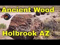 Holbrook Arizona - Ancient Petrified Forest -  2019