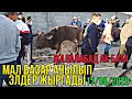 МЫНА Жашоо БАШТАЛДЫ Мал Базар АЧЫЛЫП Элдерге ЖАН Киргендей БОЛДУ