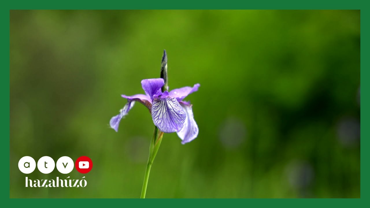 HAZAHÚZÓ – Felüdülés Budapest csodás kertjeiben