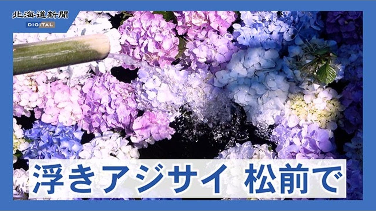 水面にゆらりアジサイ 松前で「浮き紫陽花」 12日開幕 - YouTube
