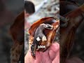 5 Animals That Can Hurt You Without Touching You… (Deadly & Invisible Danger)