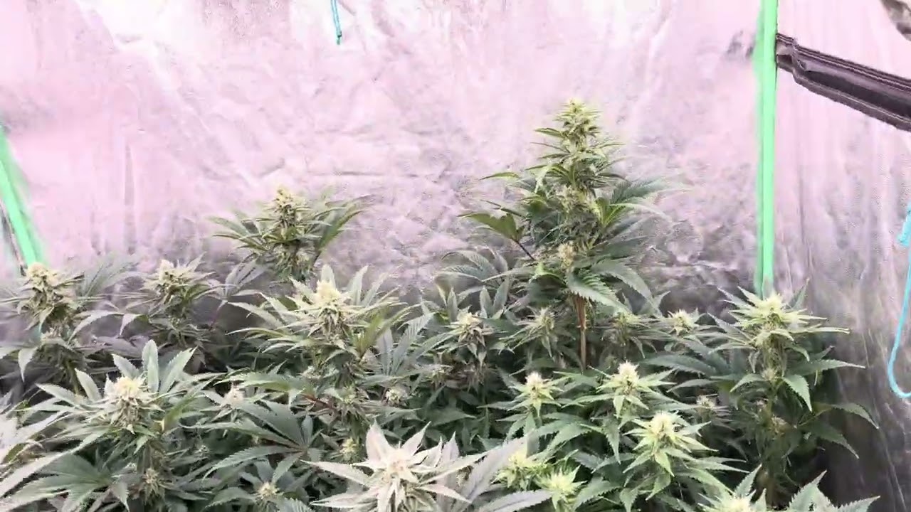 Day 28 of flower 3 frozen trop cherry phenos from Robin Hood seeds ￼and some random ethos ￼