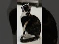 Adopt or Foster KOI!