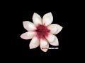 Sweet White Peach Lotus | Beginners 217 | Mutita Art Of Fruit & Vegetable Carving Videos Youtube