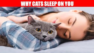 Why does your cat sleep with you 😸 by CatTube 10 views 1 year ago 1 minute, 33 seconds