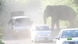 People traveling in vehicles are afraid of the fierce elephant..