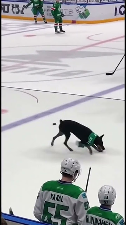 Something's wrong in Ufa @hcakbars 😅 #dog
