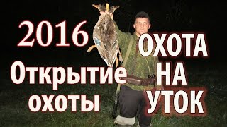 Охота на уток  открытие 2016(охота на утку. открытие охоты на уток 2016 группа Вк https://vk.com/hunter_fishing группа Ок https://ok.ru/hunterfishing., 2016-08-23T09:00:02.000Z)