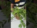 Desi style curry leaves pakoda/#shorts #cooking