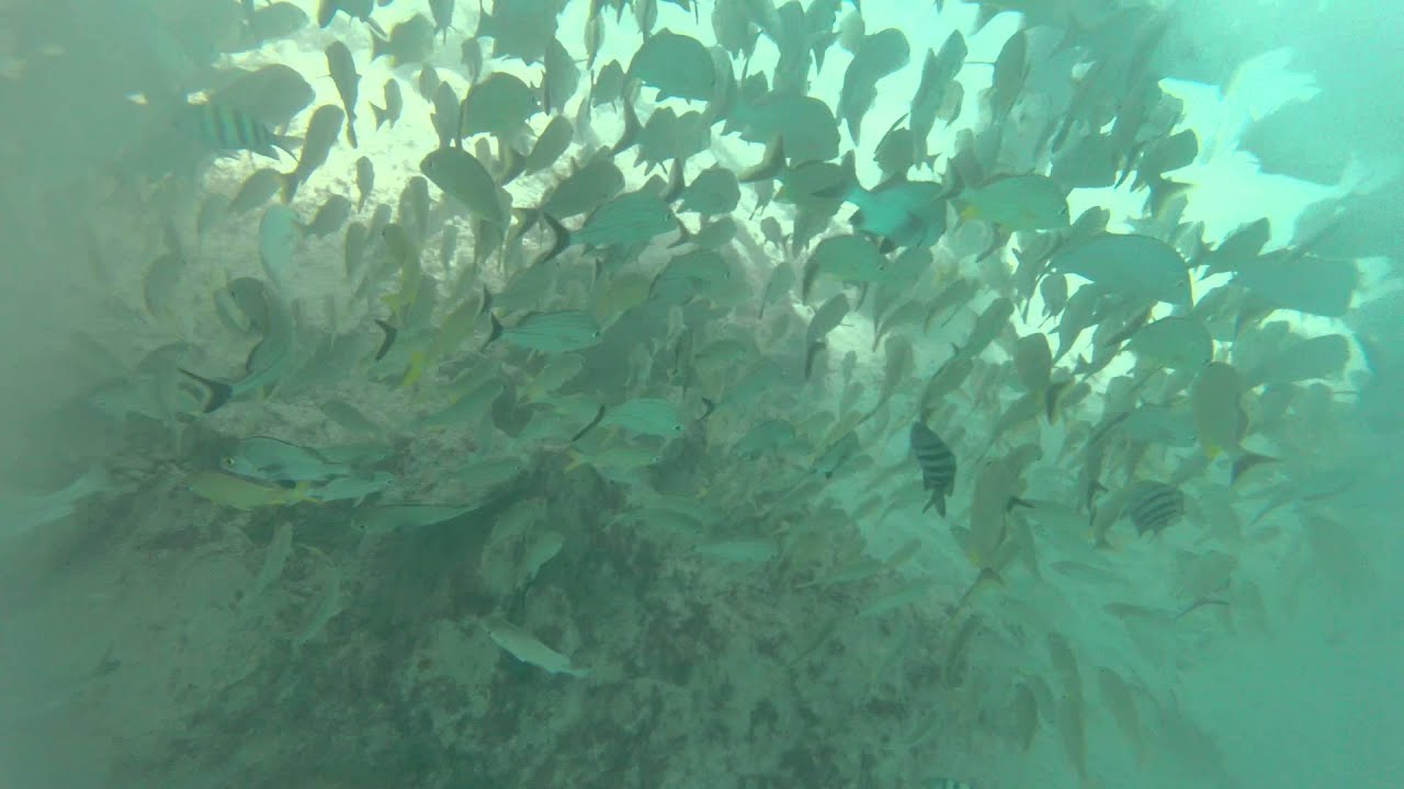 camera iphone 8 plus apk 2014_07_05 - Snorkeling at Barcelo Maya Beach's Pier (2 of 4)