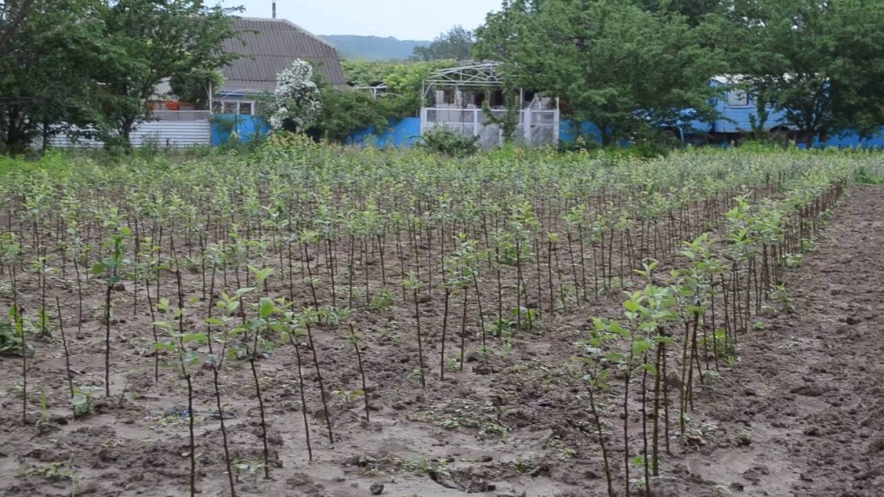 Саженцы Яблони В Городе Чебоксары Где Купить