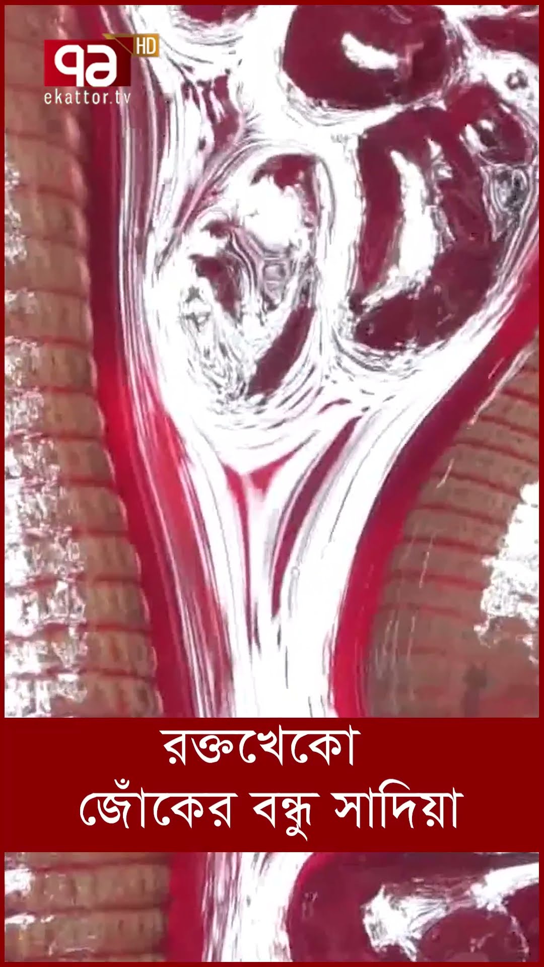 রক্তখেকো জোঁকের বন্ধু সাদিয়া