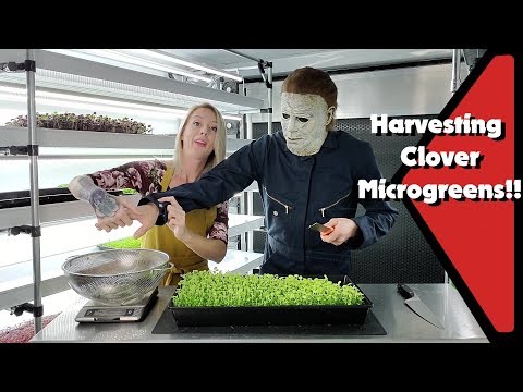 Видео: Microclover мэдээлэл: Бичил хошоонгор зүлгийг хэрхэн ургуулах талаар