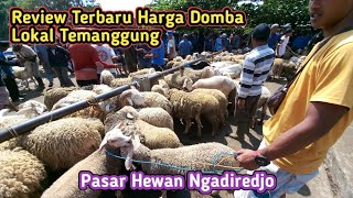 Review Harga Domba Lokal Temanggung Di Pasar Hewan Ngadiredjo, Ratusan Domba Tersedia Disini