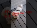 #dogs #getting permission #walkingthedog #fortheboys