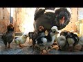 Курица Араукана  с цыплятами, наседка  Chicken with young chicks Pavlovskaia Altai  bentam