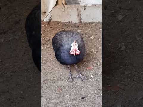 Des pintades noire