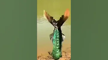 هل شاهدت الطاووس وهو يطير شاهد حركاته 