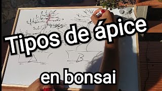 Tipos de ápice en bonsai