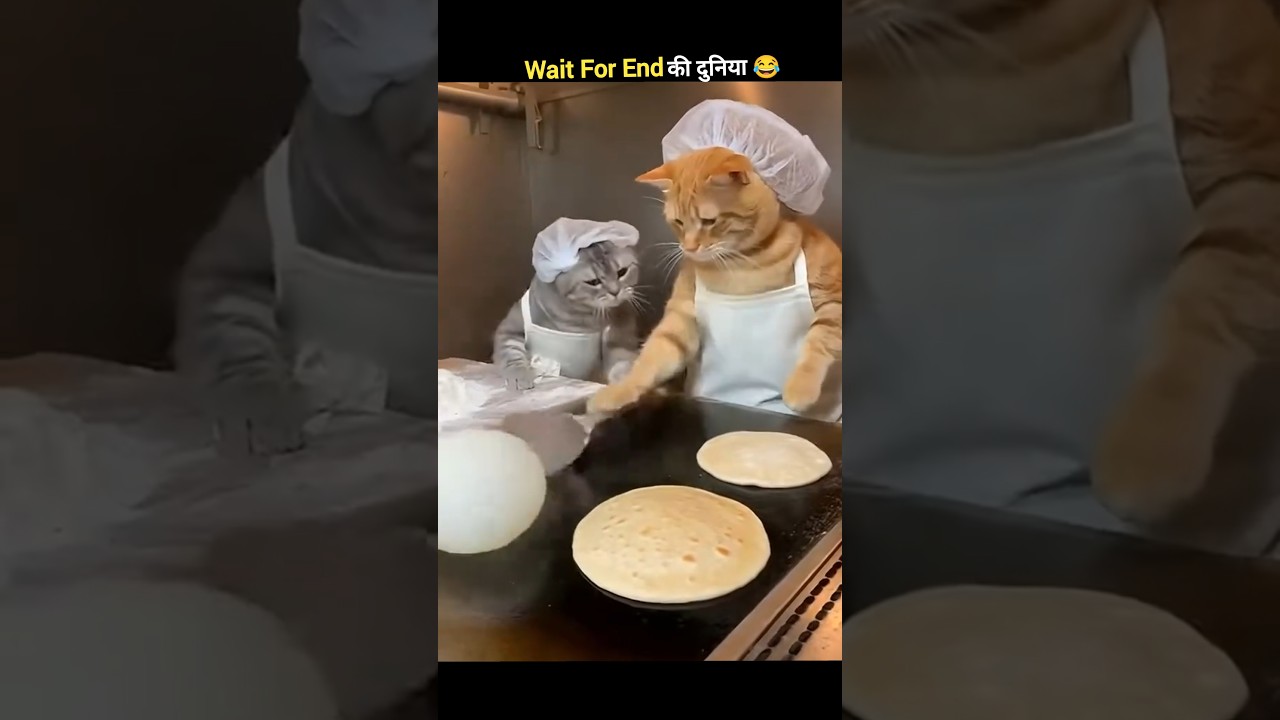 जानवरों के Funny कारनामें 😂 wait for twist 🤣 